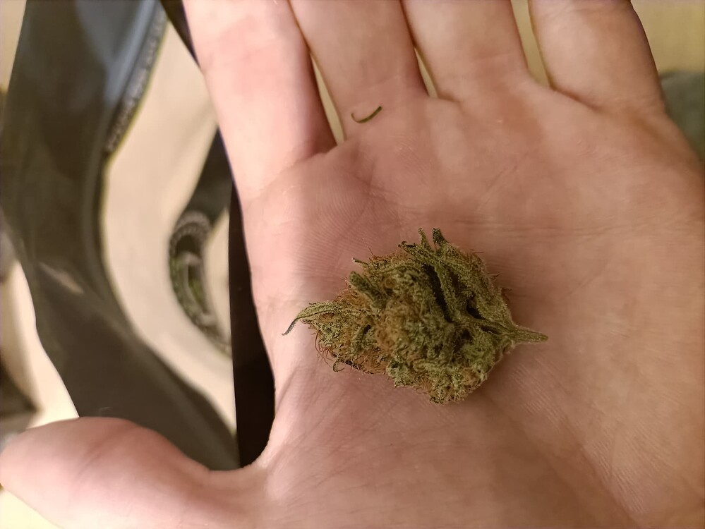 4x Sensi Seed Early Skunk