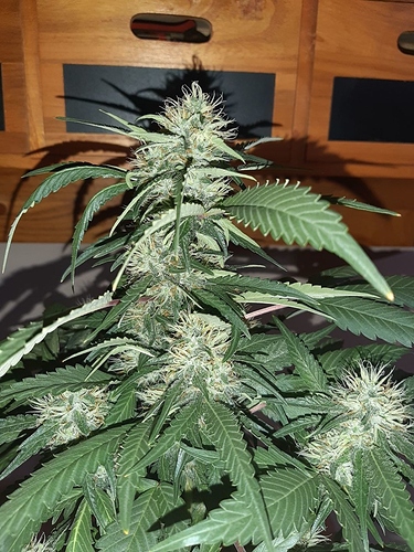 Growreport Bild 6
