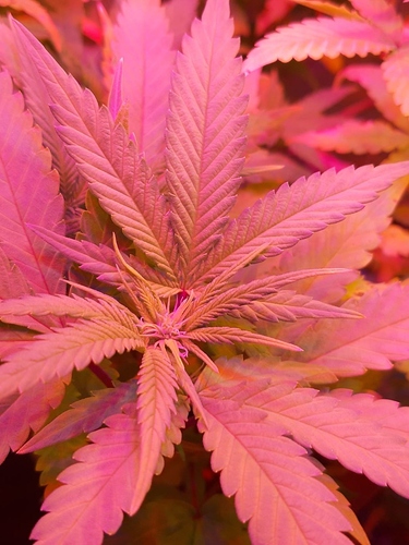 Growreport Bild 5