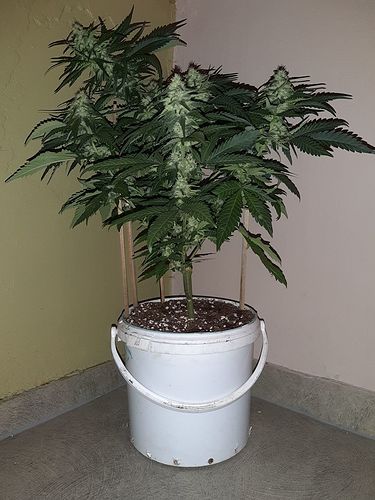 Growreport Bild 1
