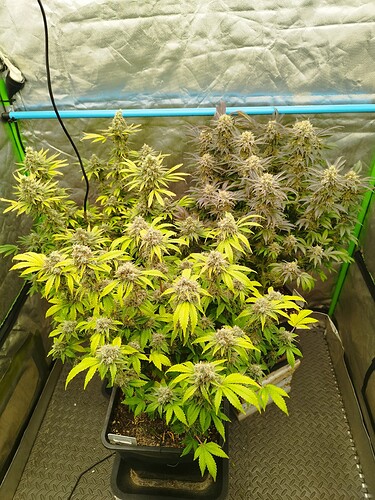 Growreport Bild 13