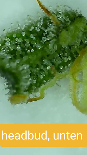 Growreport Bild 9