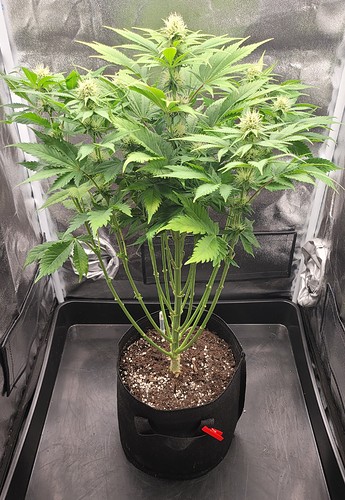 Growreport Bild 5
