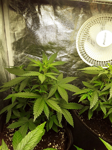 Growreport Bild 4