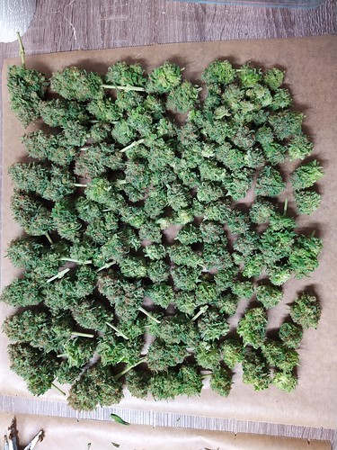Growreport Bild 5