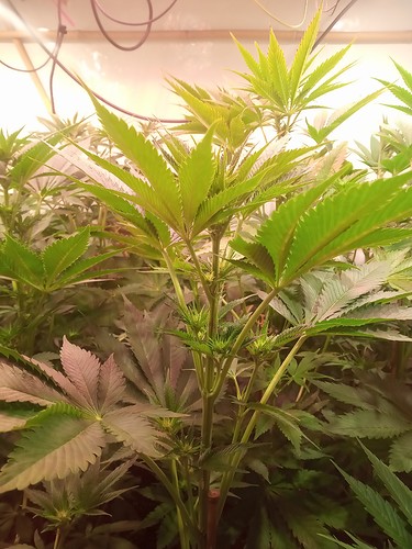 Growreport Bild 2