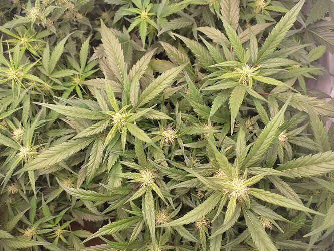 Growreport Bild 10