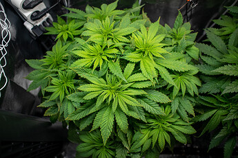 Growreport Bild 33