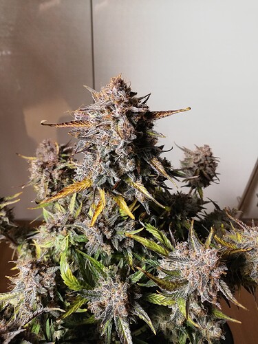 Mimosa_240122-2