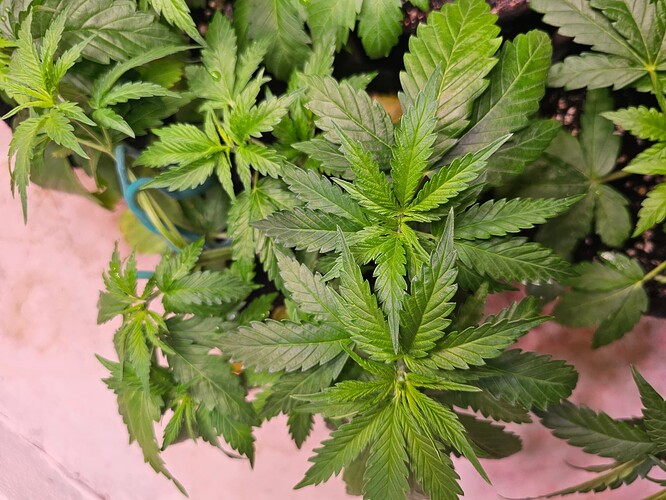 Growreport Bild 5