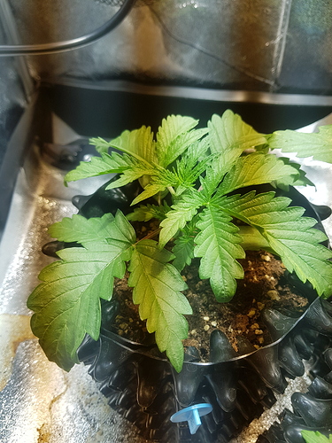 Growreport Bild 20