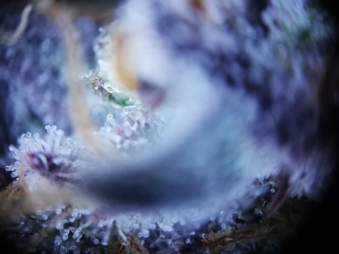 Mimosa_240116-4