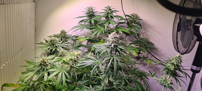 Growreport Bild 4