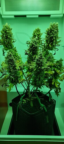 Growreport Bild 7