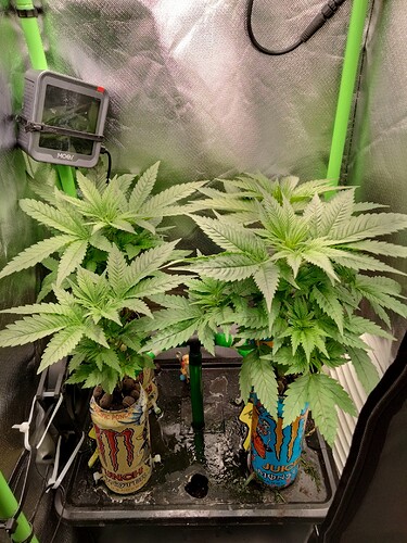 Growreport Bild 2