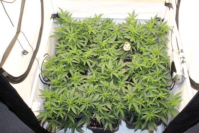 Growreport Bild 2