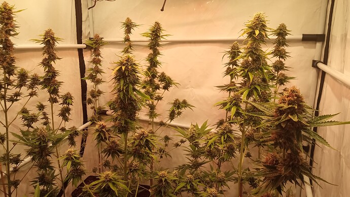 Growreport Bild 5