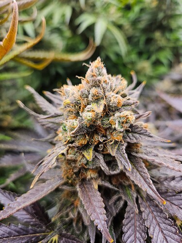 Growreport Bild 15