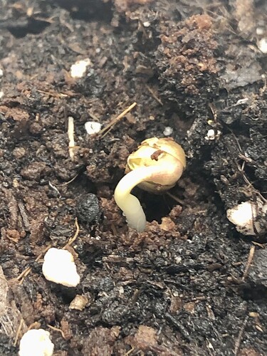 Growreport Bild 5