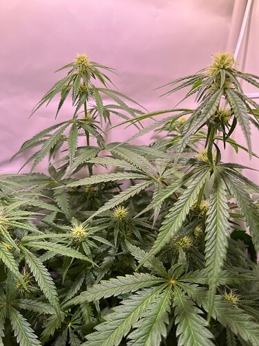 Growreport Bild 21