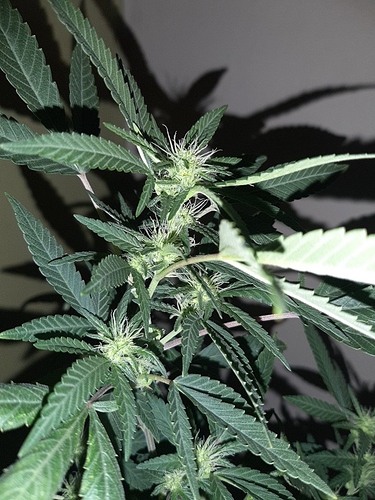 Growreport Bild 9