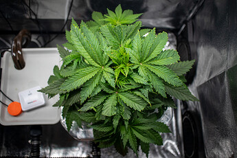 Growreport Bild 8