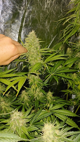Growreport Bild 4