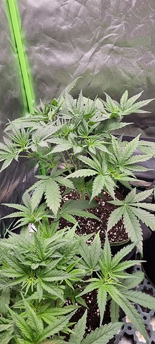 Growreport Bild 6