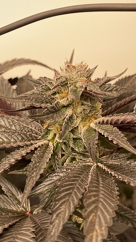 Growreport Bild 22