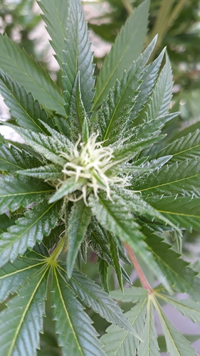 Growreport Bild 4