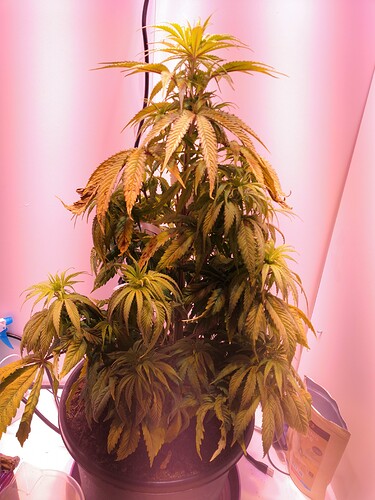 Growreport Bild 1