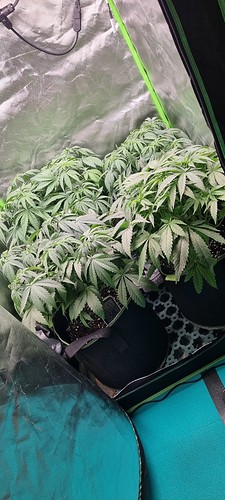 Growreport Bild 7
