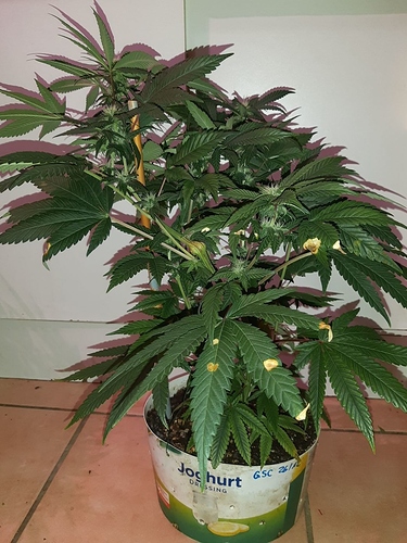 Growreport Bild 11