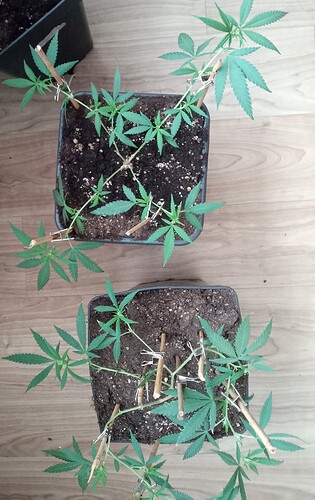 Growreport Bild 4