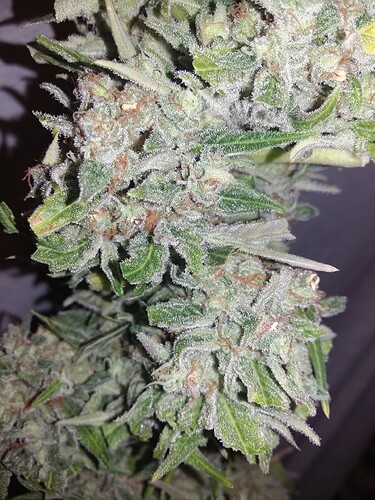 Growreport Bild 19