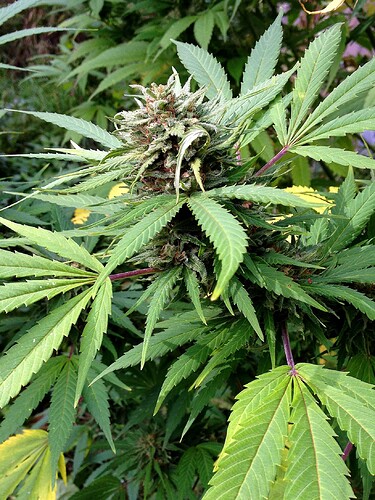 Growreport Bild 23