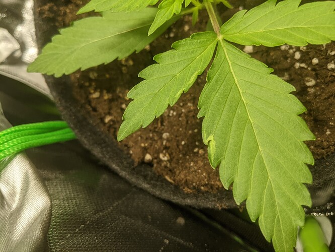 Growreport Bild 2