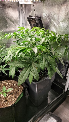 Growreport Bild 4