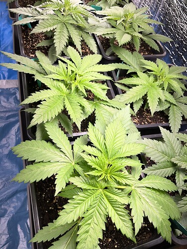 Growreport Bild 11