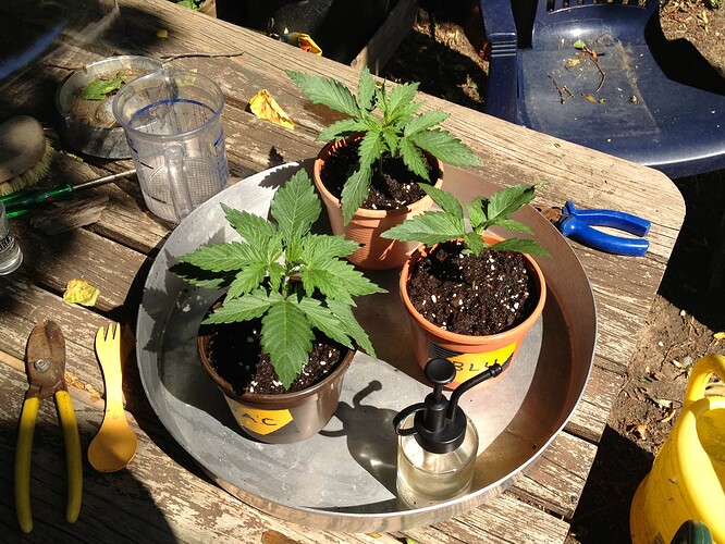 3ladiesOutdoorTag1_1