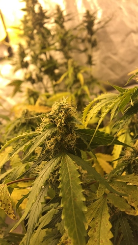 Growreport Bild 8