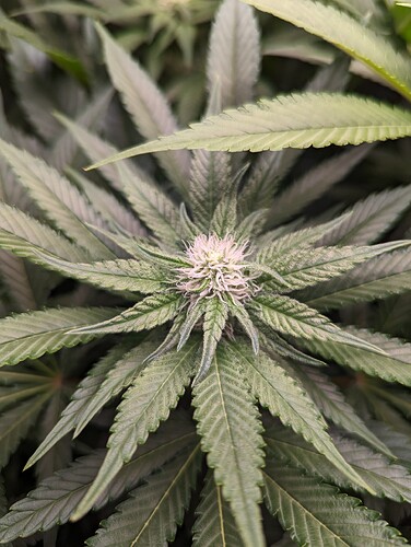Growreport Bild 4