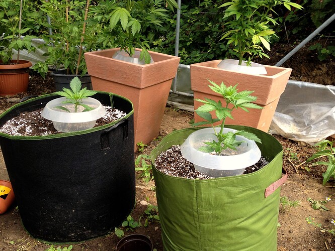 074_FastBudsZeltTag2_01