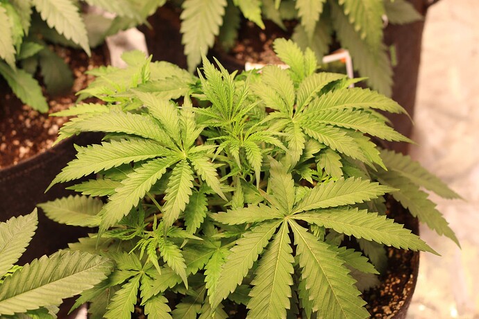 Growreport Bild 15