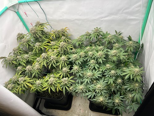 Growreport Bild 4