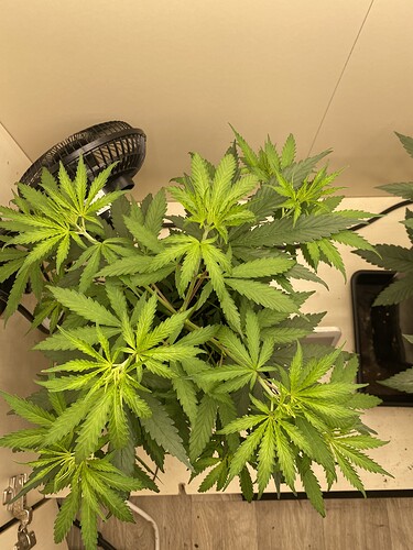 Growreport Bild 2
