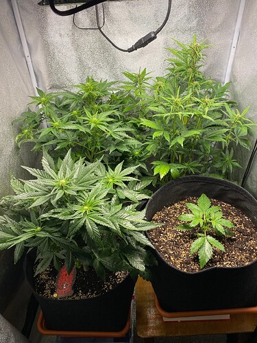 Growreport Bild 1