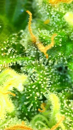 Growreport Bild 20