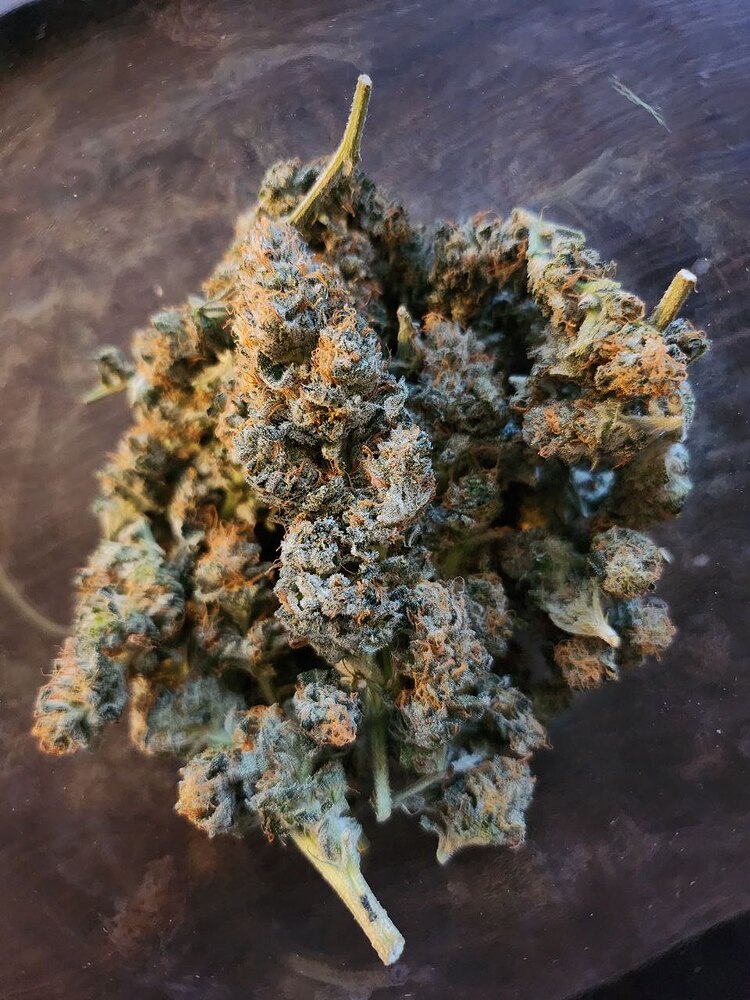 Mein erster Grow: White Widow, 120x120, organisch