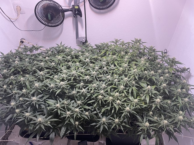 Growreport Bild 9
